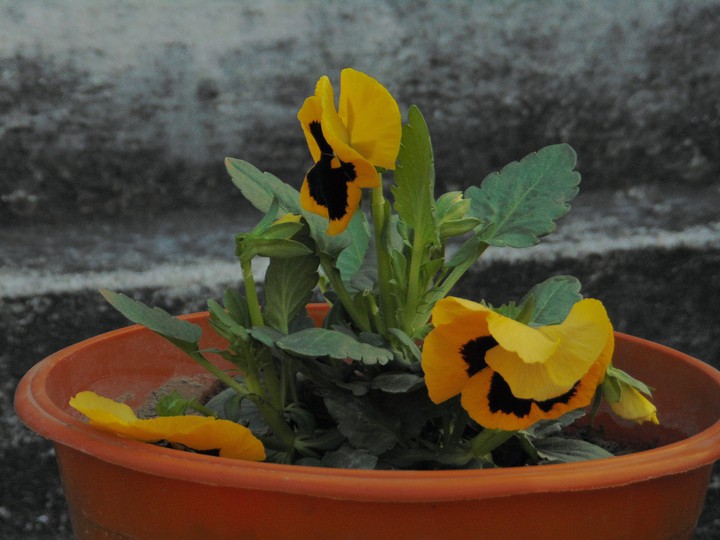Beautiful Yellow Pansy.