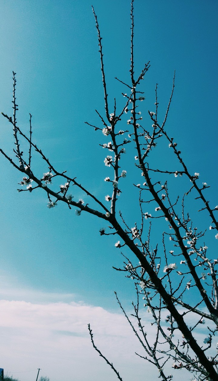 spring is coming