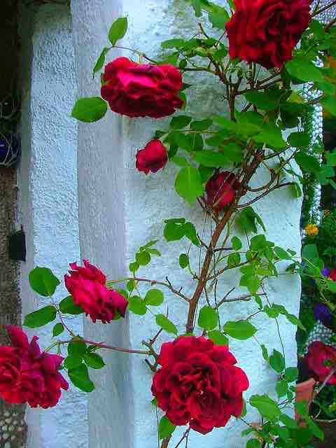 rosas