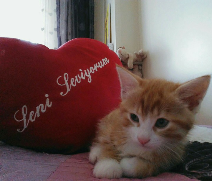 cat love you