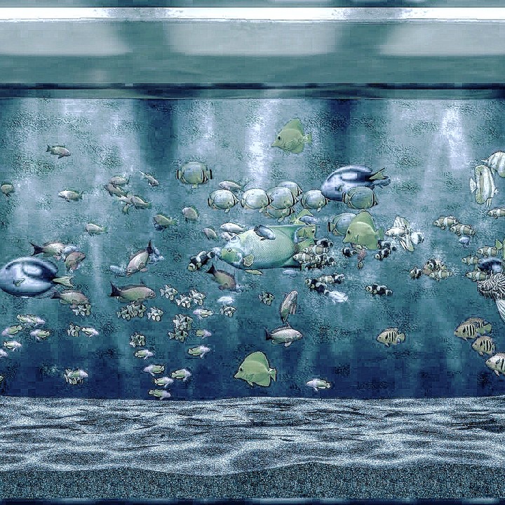 akvaryum