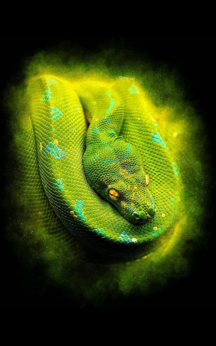 Jr