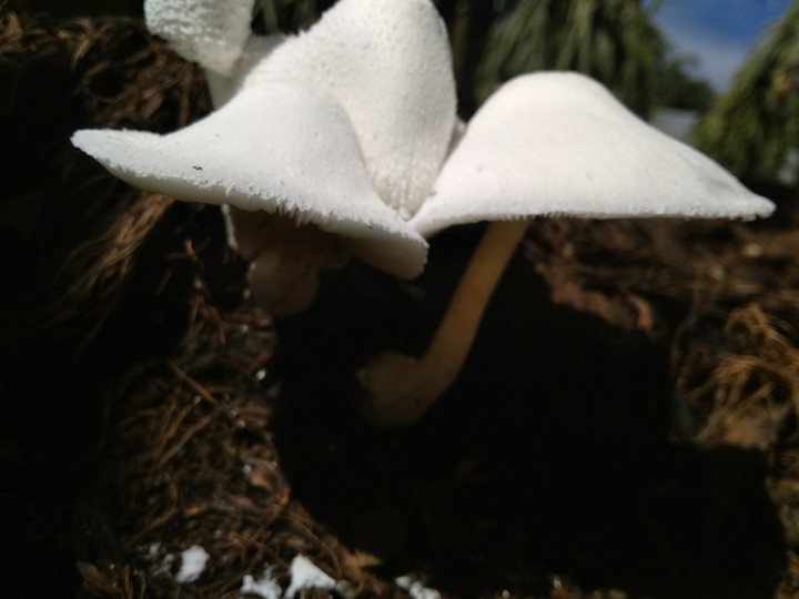 mushroom