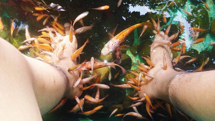 fish