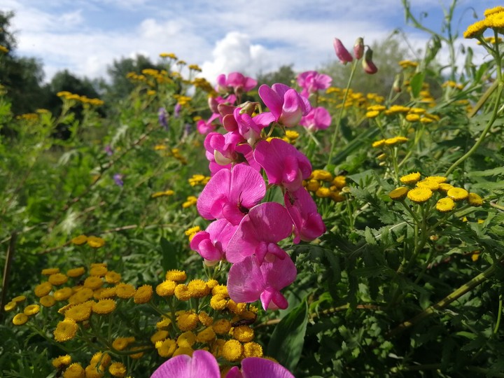 Flower