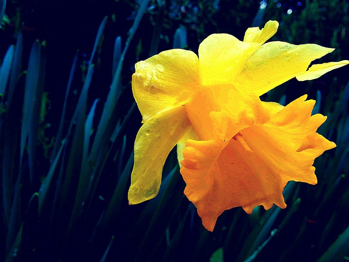 fiore di barberino
