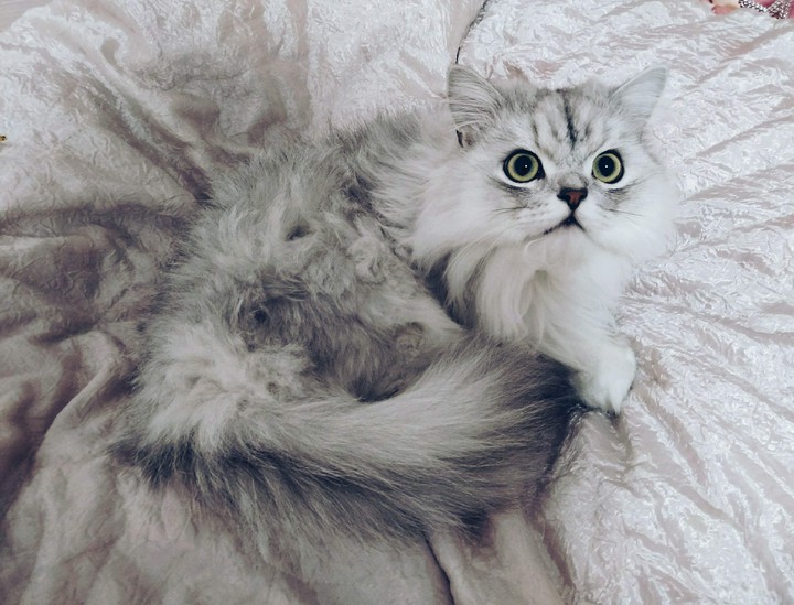cat