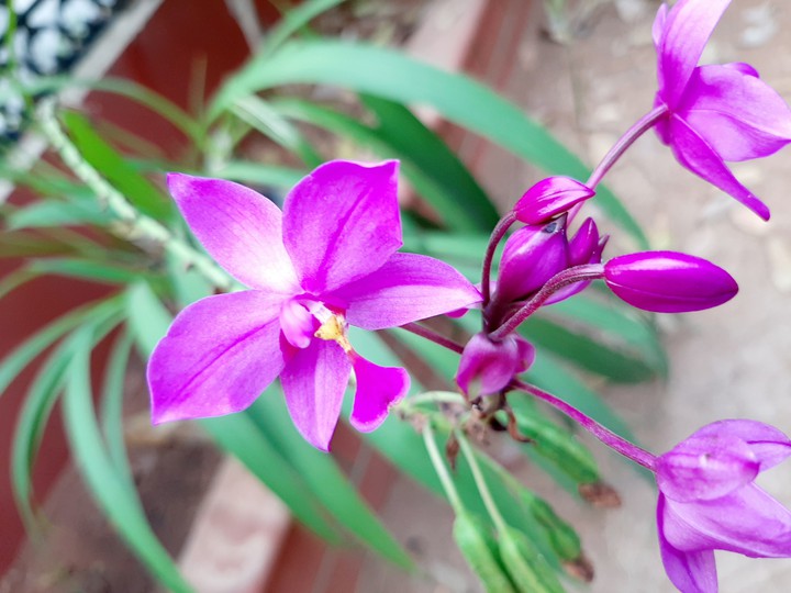 flower