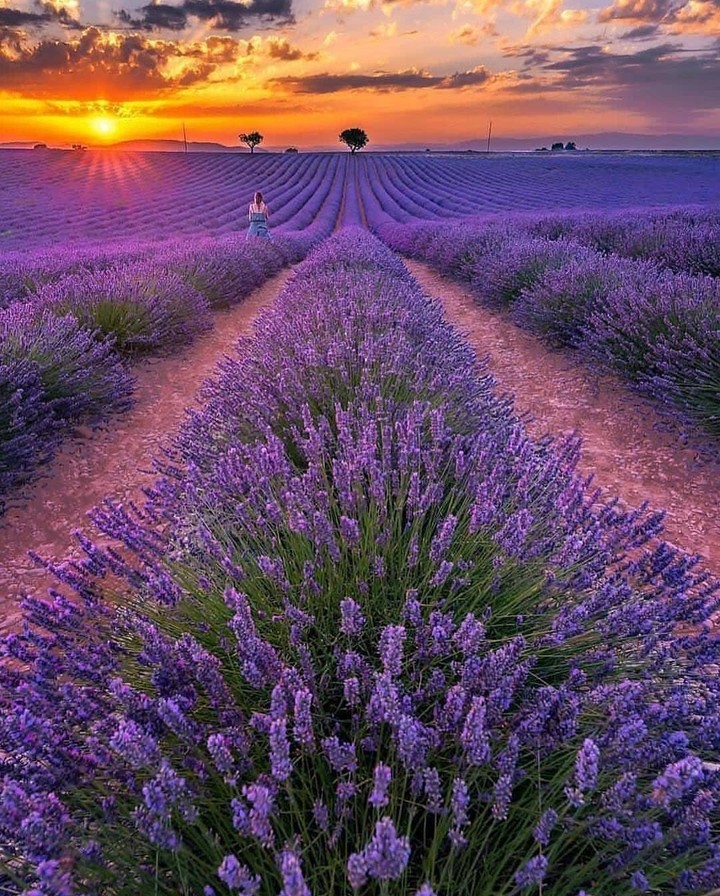 purple