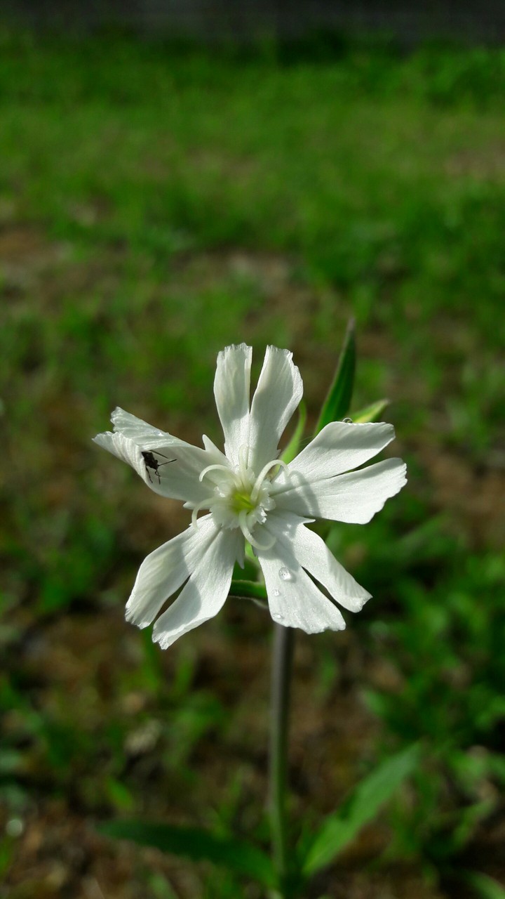 Wildflowers