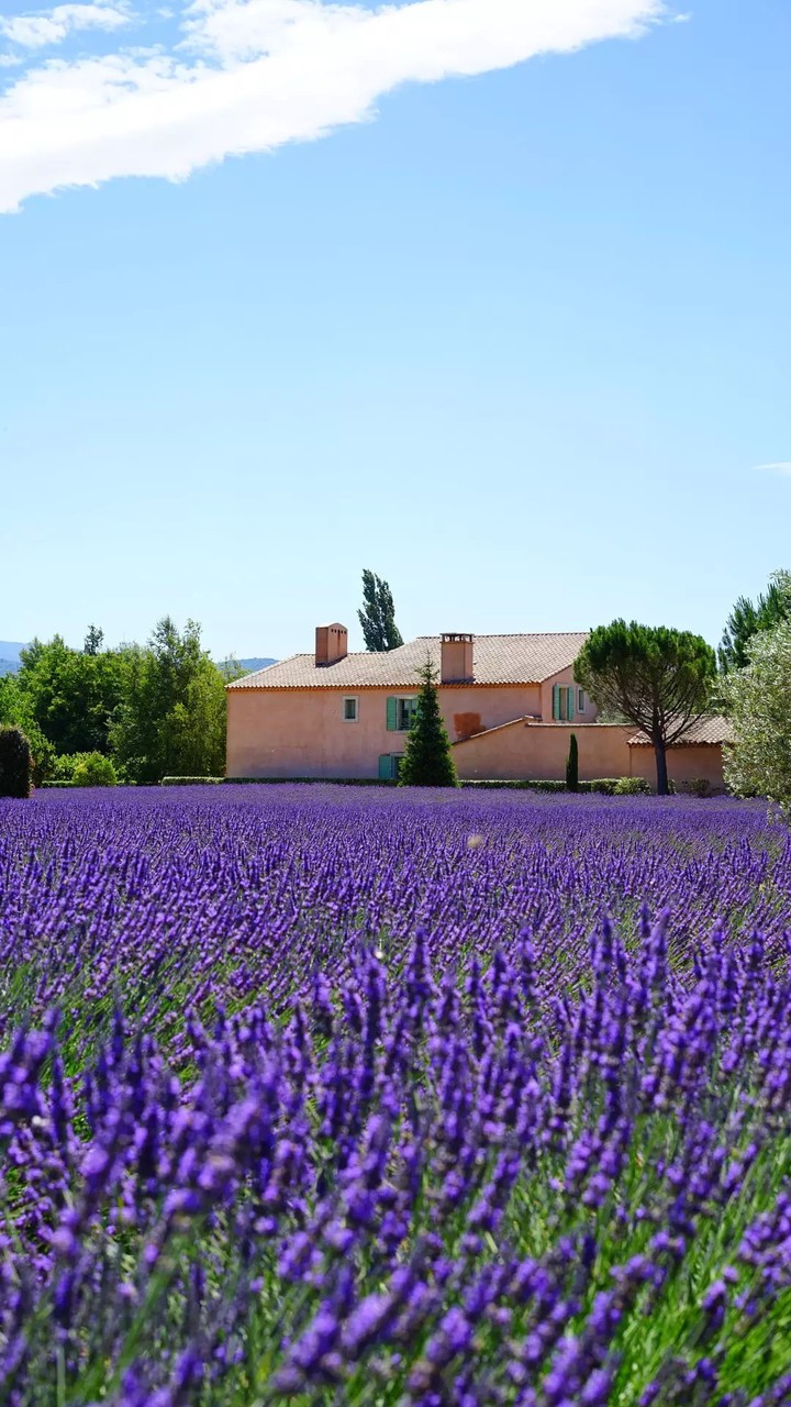 lavender fields