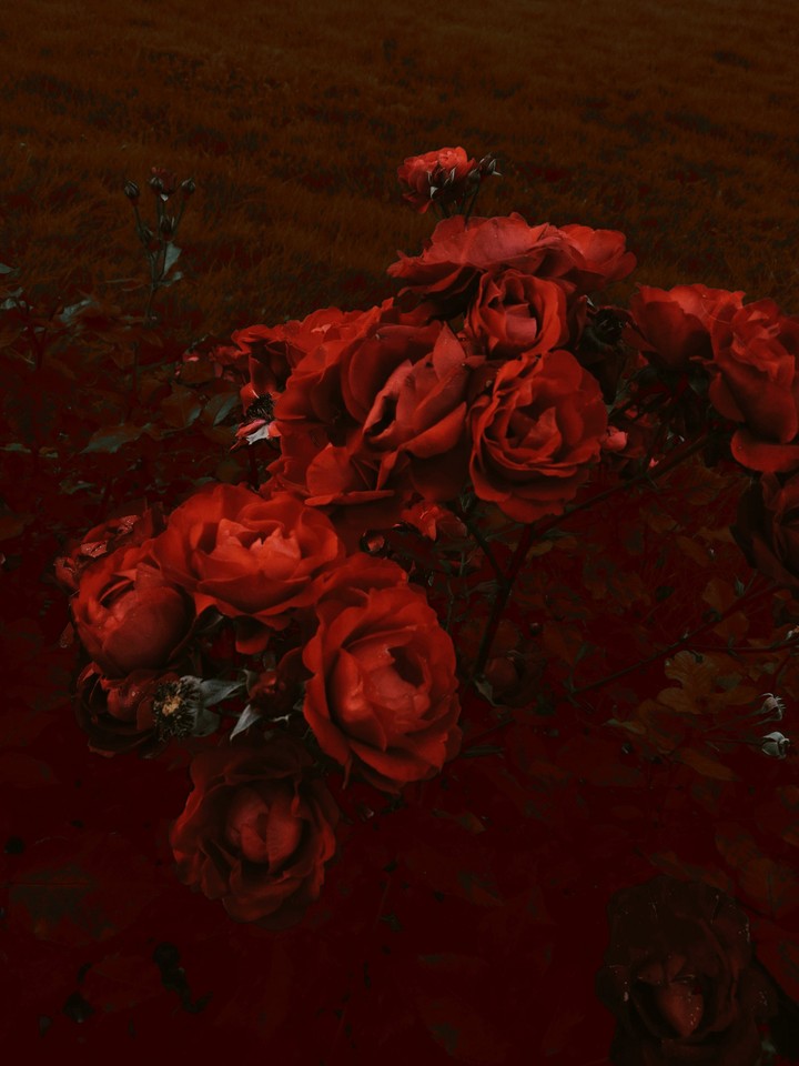 rose