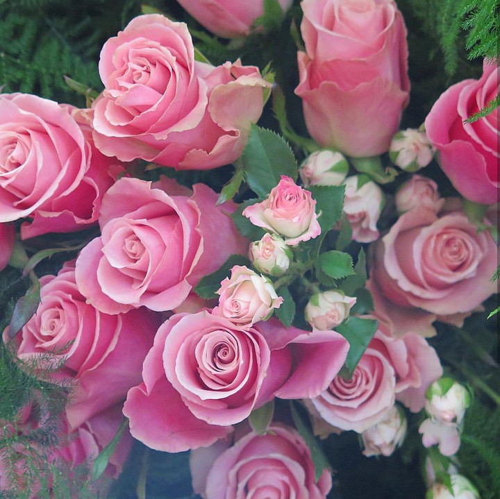 Roses růže