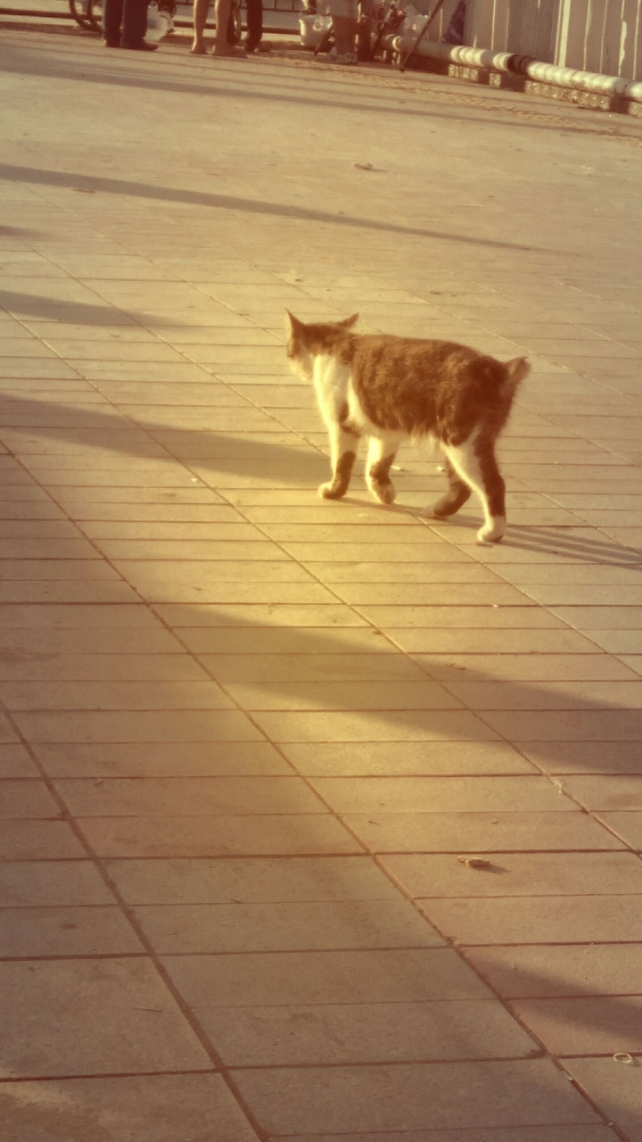 cat