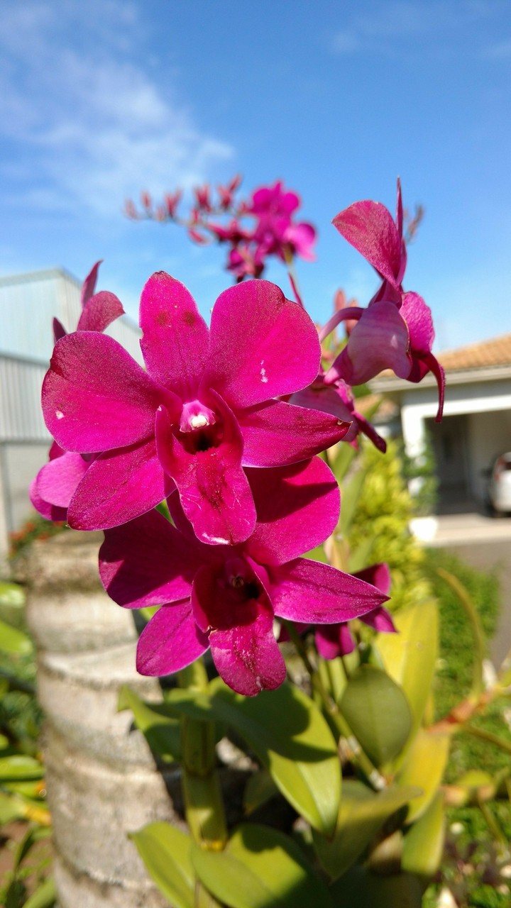 Orquídeas