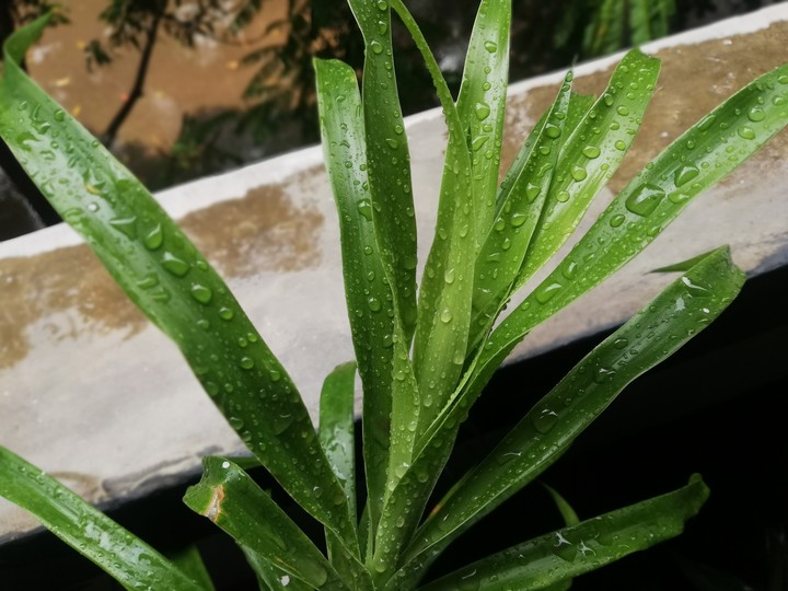 বৃষ্টি পাতা