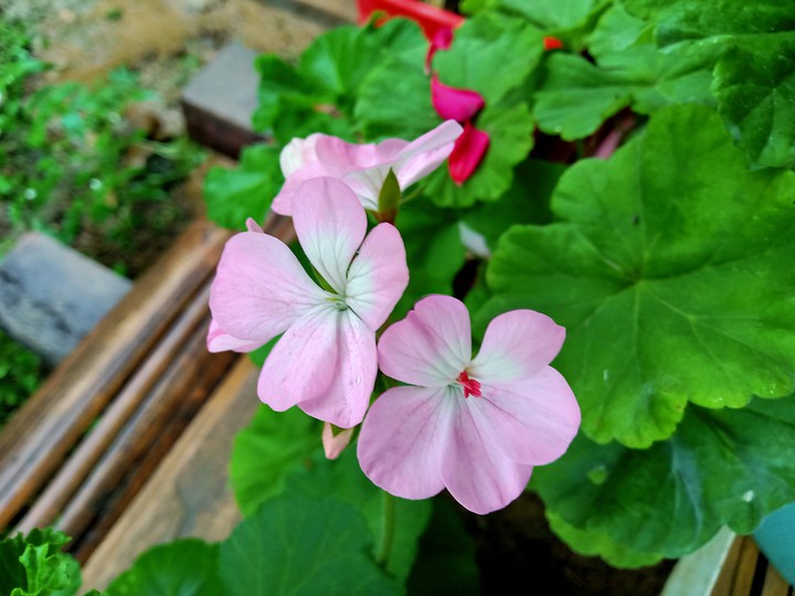 Nature's beauty