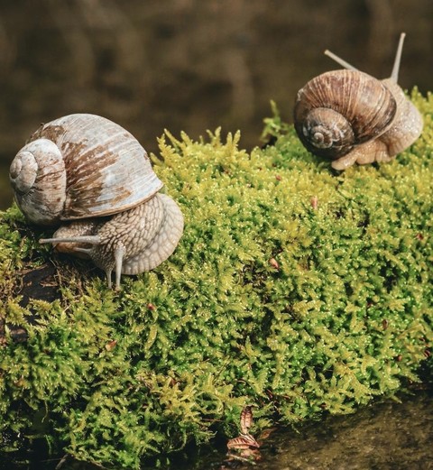 шпалери moss, mollusca