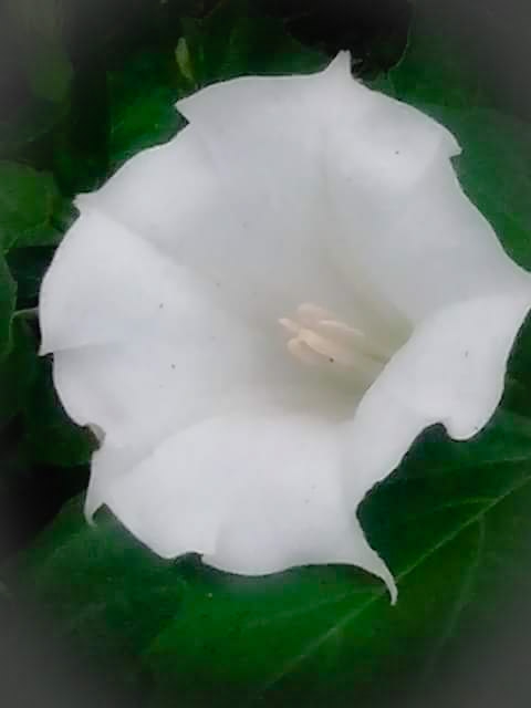 white smile ♥♥♥