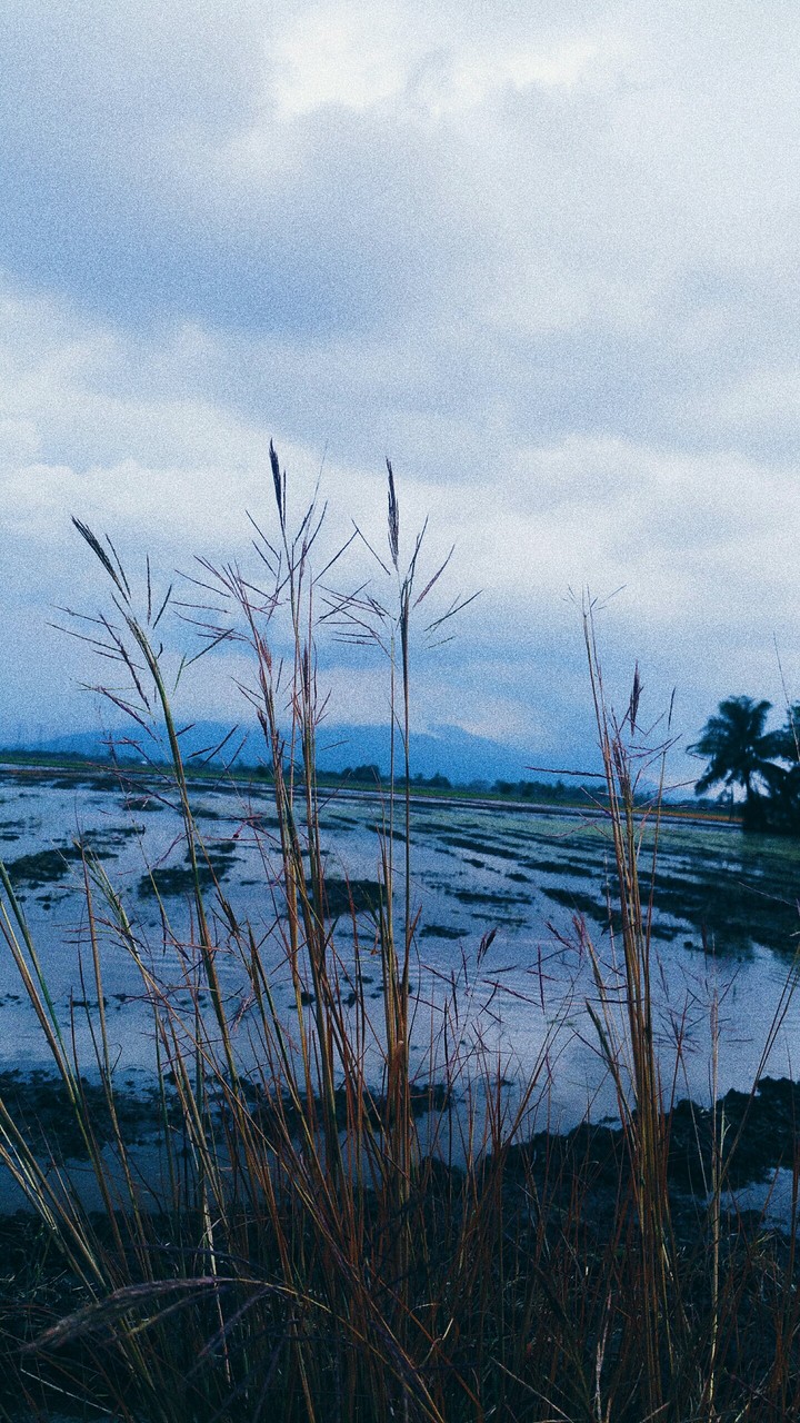 Paddy fields