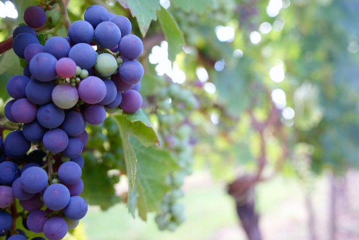 grape vineyard