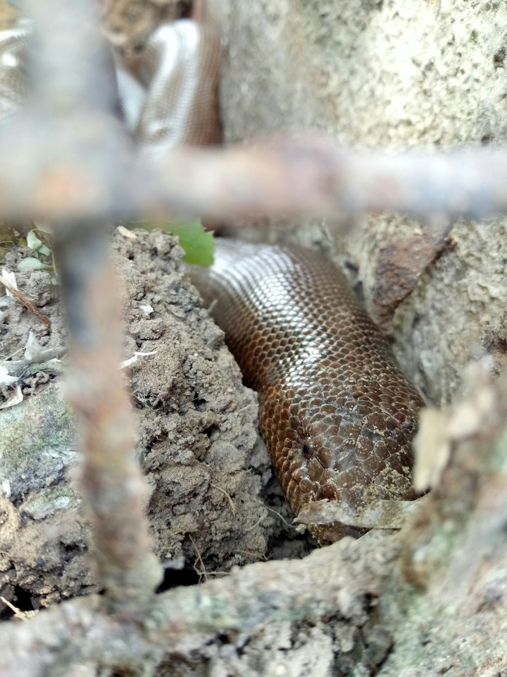 snake