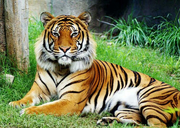 La tigre del Bengala