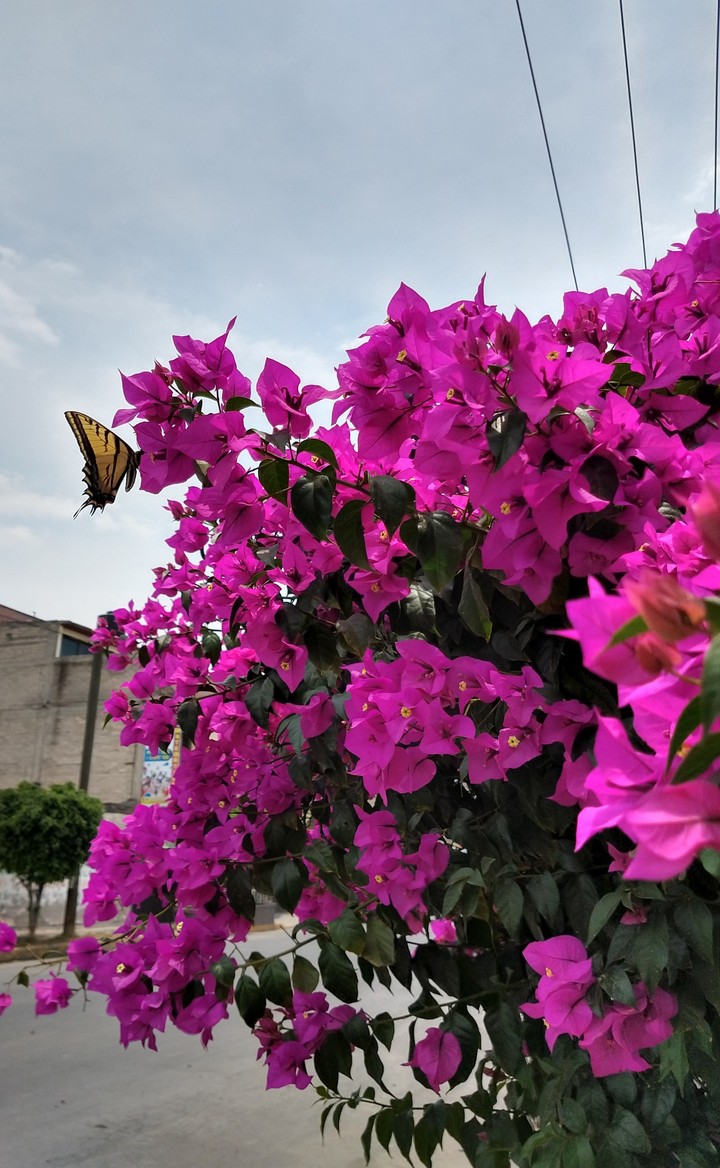 mariposa