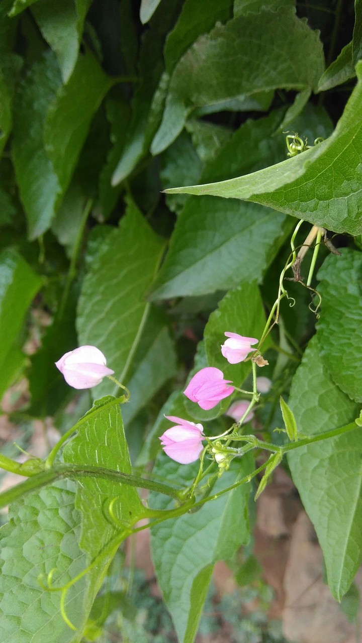 Beautiful photo flowers