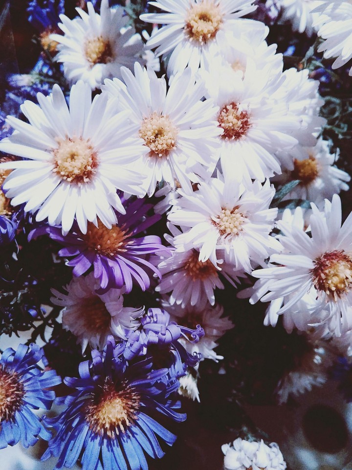 flowers