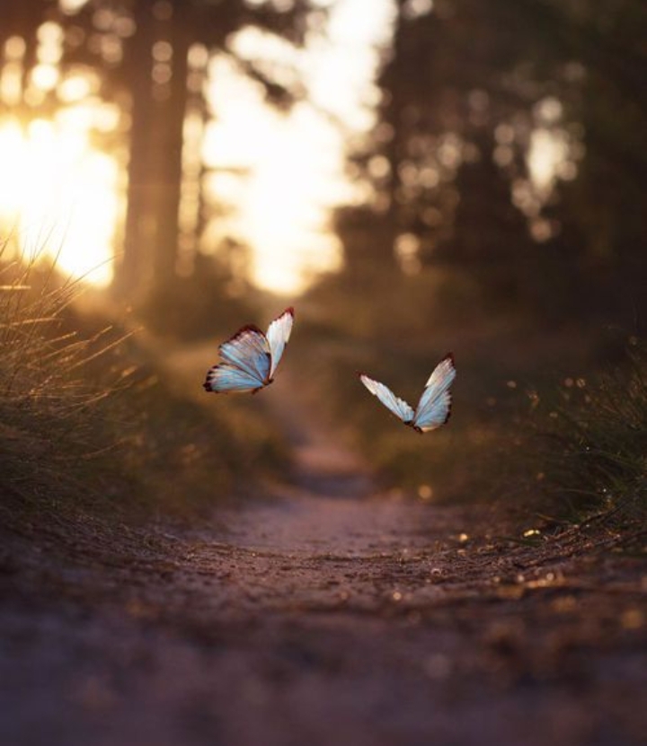 butterfly