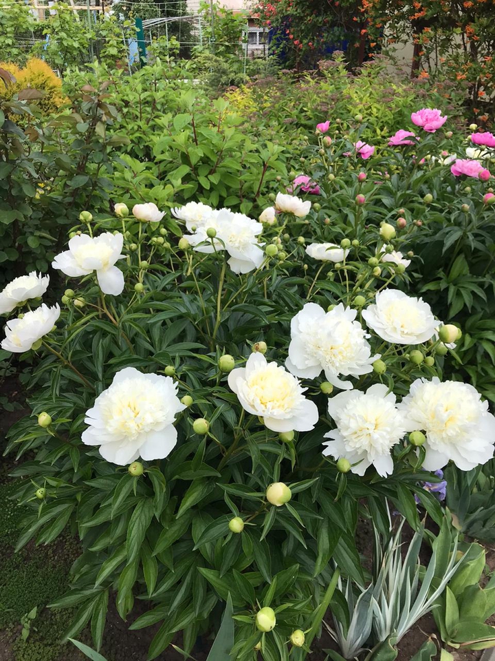 peonies