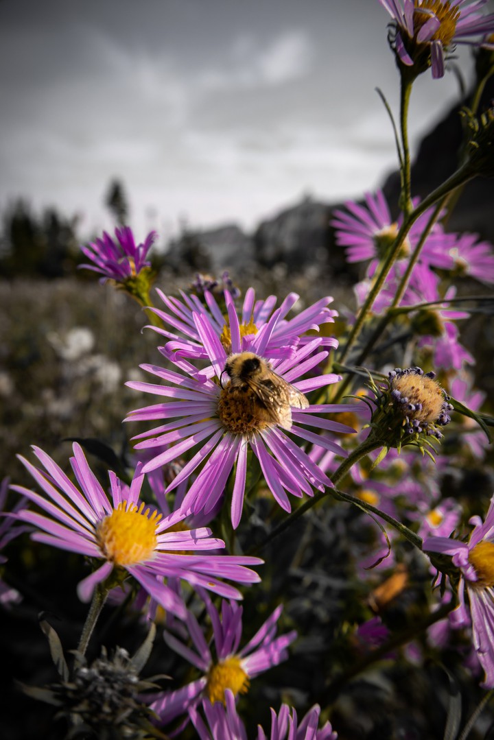 Bee on a flower