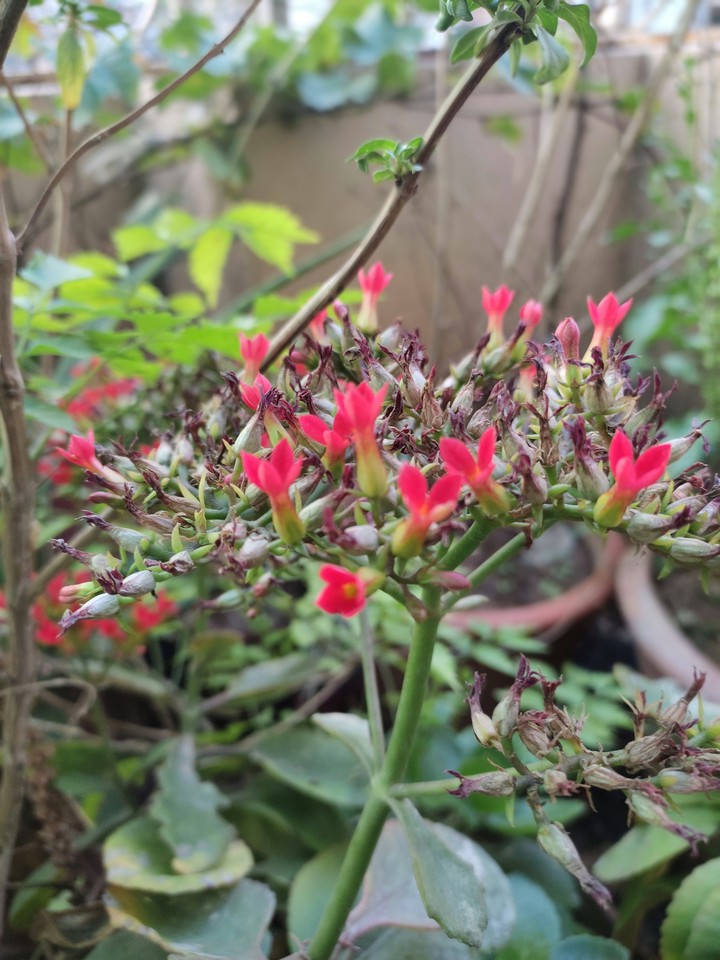 Red Green Plants