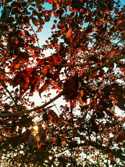 Red Leaf