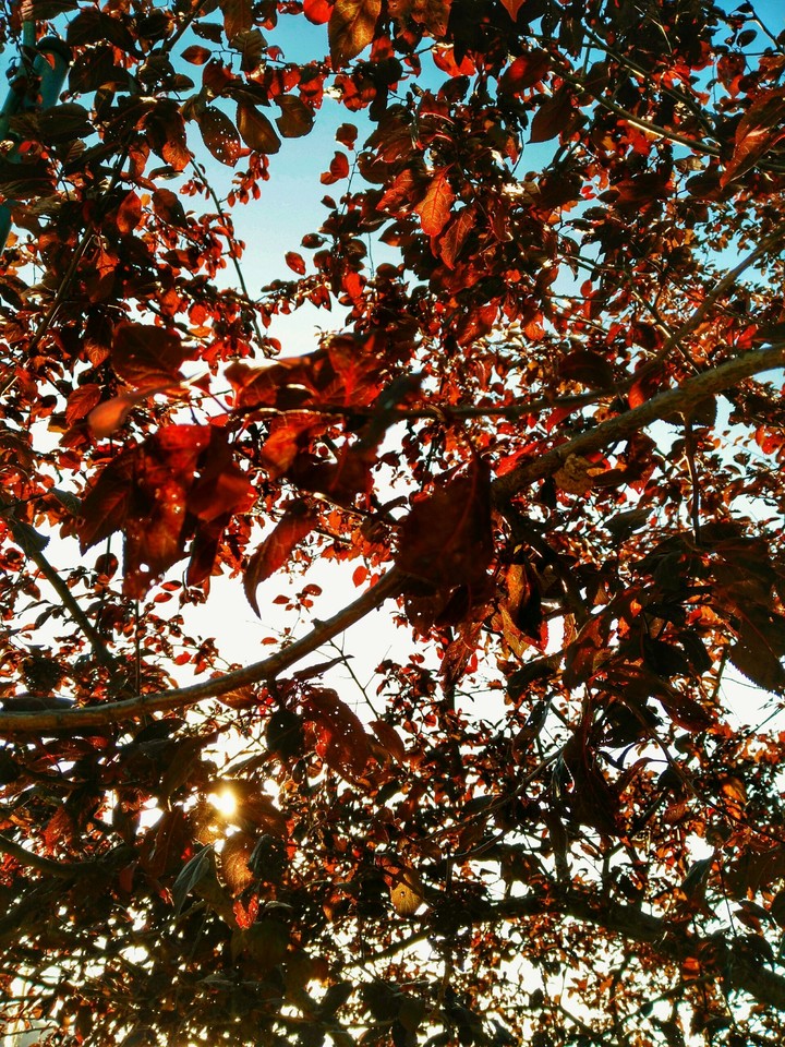 Red Leaf