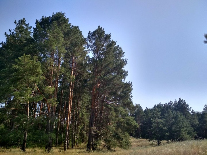 Forest