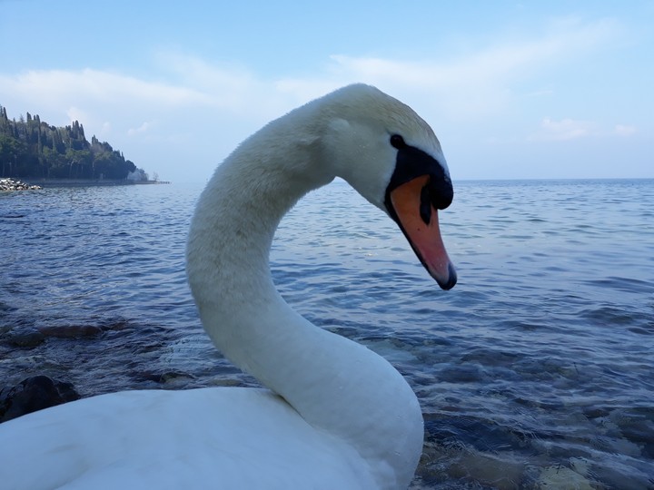 Cigno