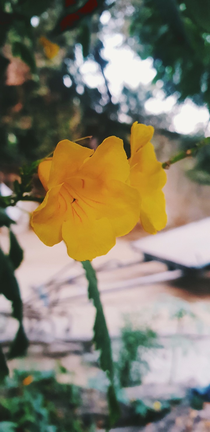 yellow flower