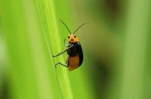 BUG