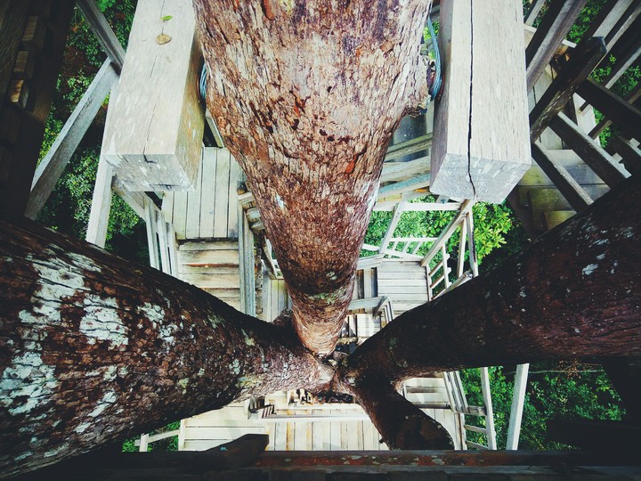 Bangkirai Wood