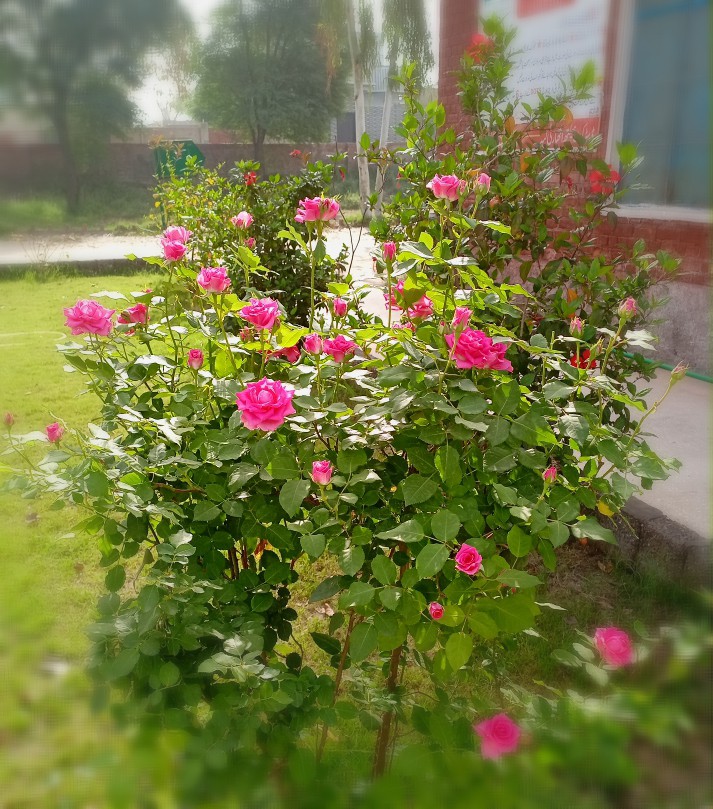 ROSE