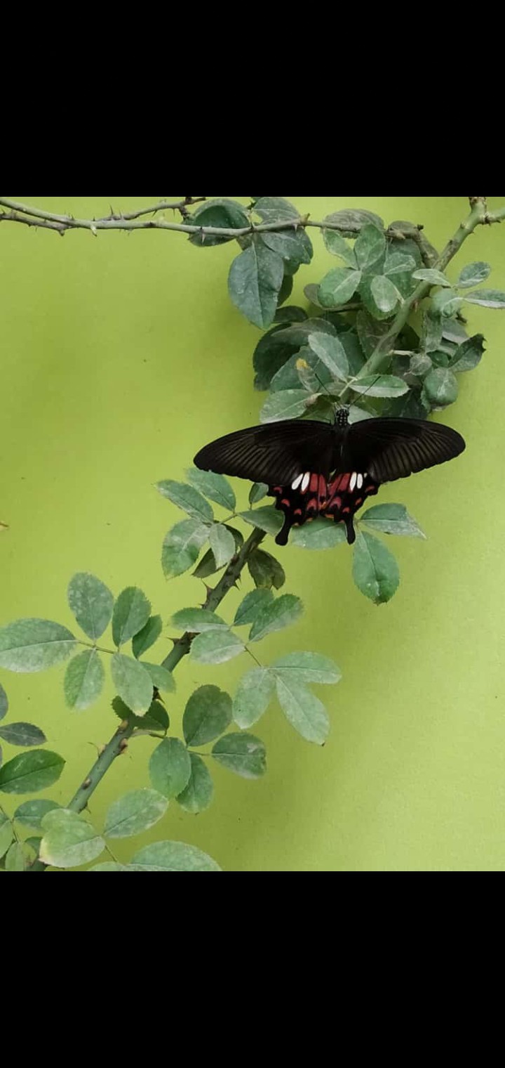 Butterfly  ❤