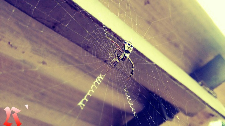 spider