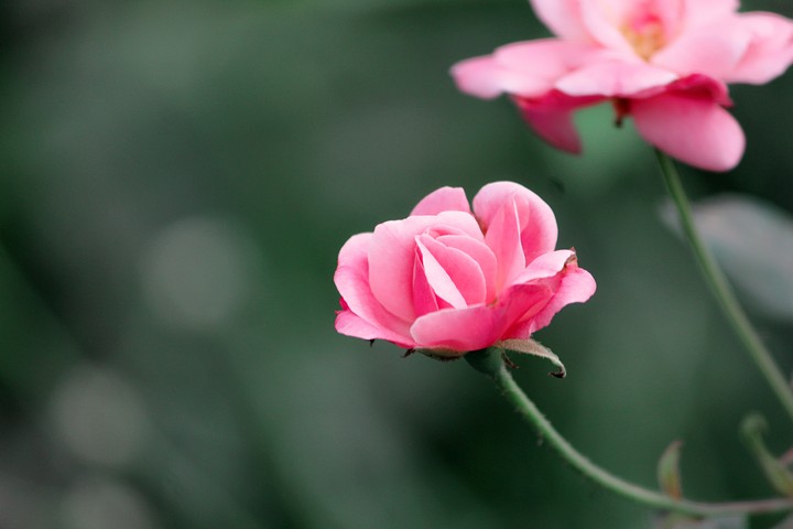 pink rose