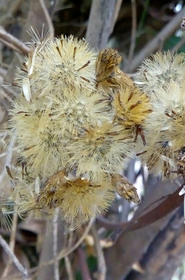 flowers..drying
