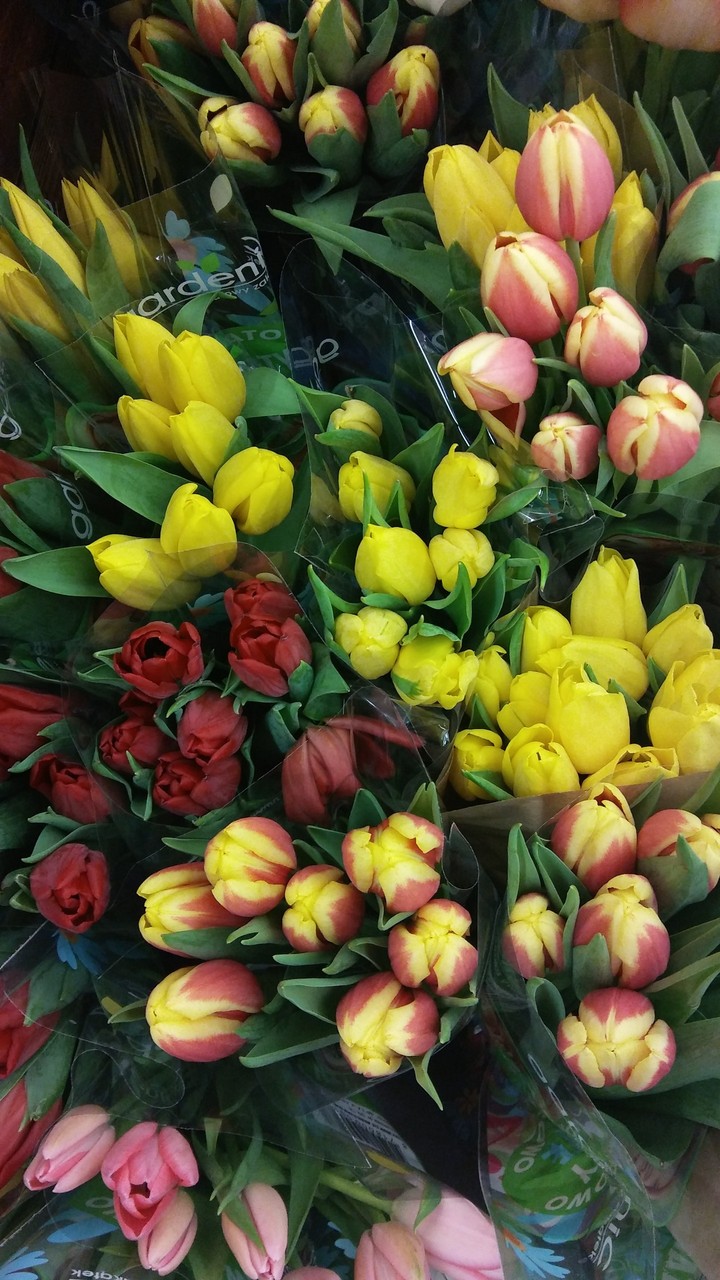 tulipan;)