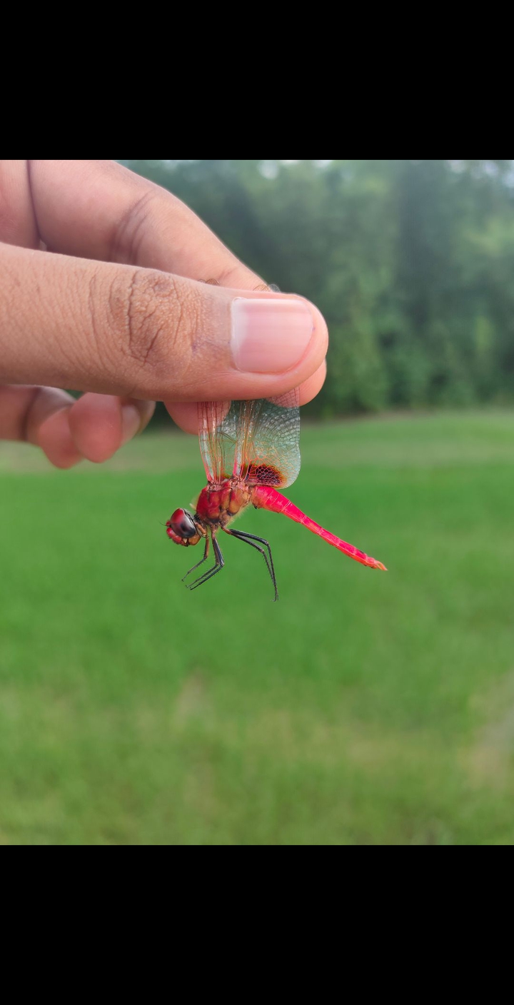 Dragonfly