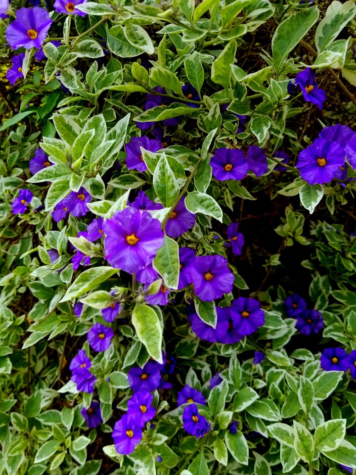 Purple Beauty in a Bunch