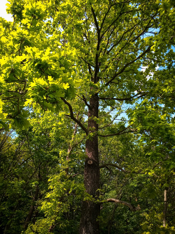 Green Tree